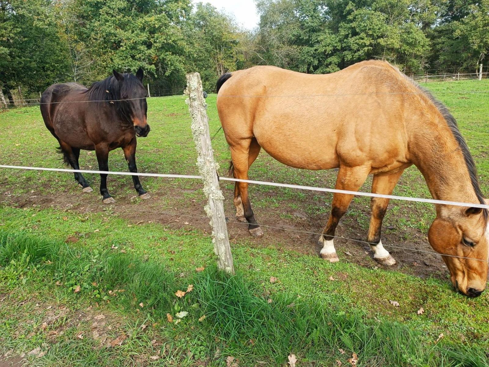 Cap Nature - T3 Et T4 En Perigord Vert - Ideal Pros Et Groupes Max 18P Champniers-et-Reilhac Buitenkant foto